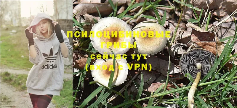 Галлюциногенные грибы Psilocybine cubensis  Тосно 